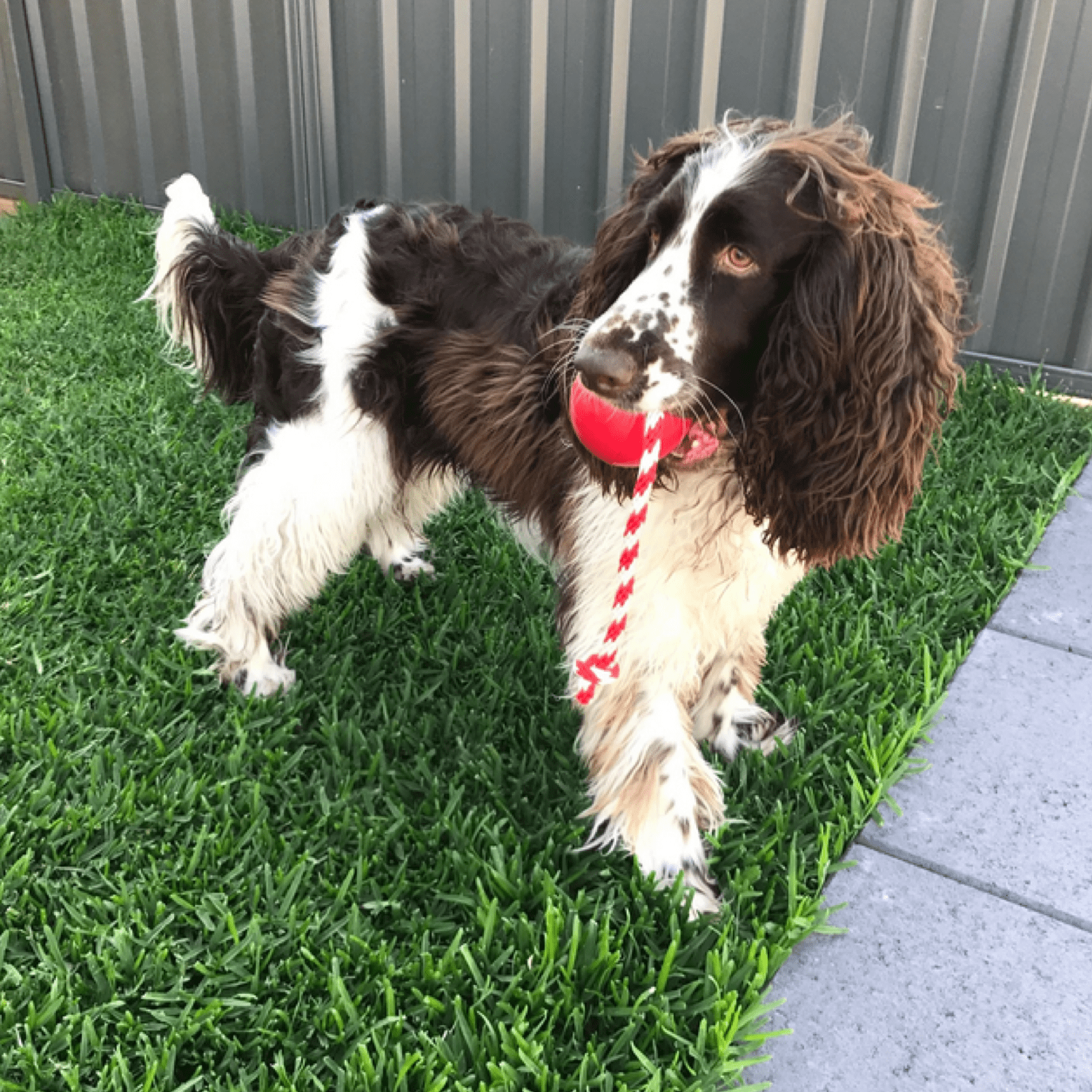 Cherry Bomb-Dog Toy-Rover Pet Products