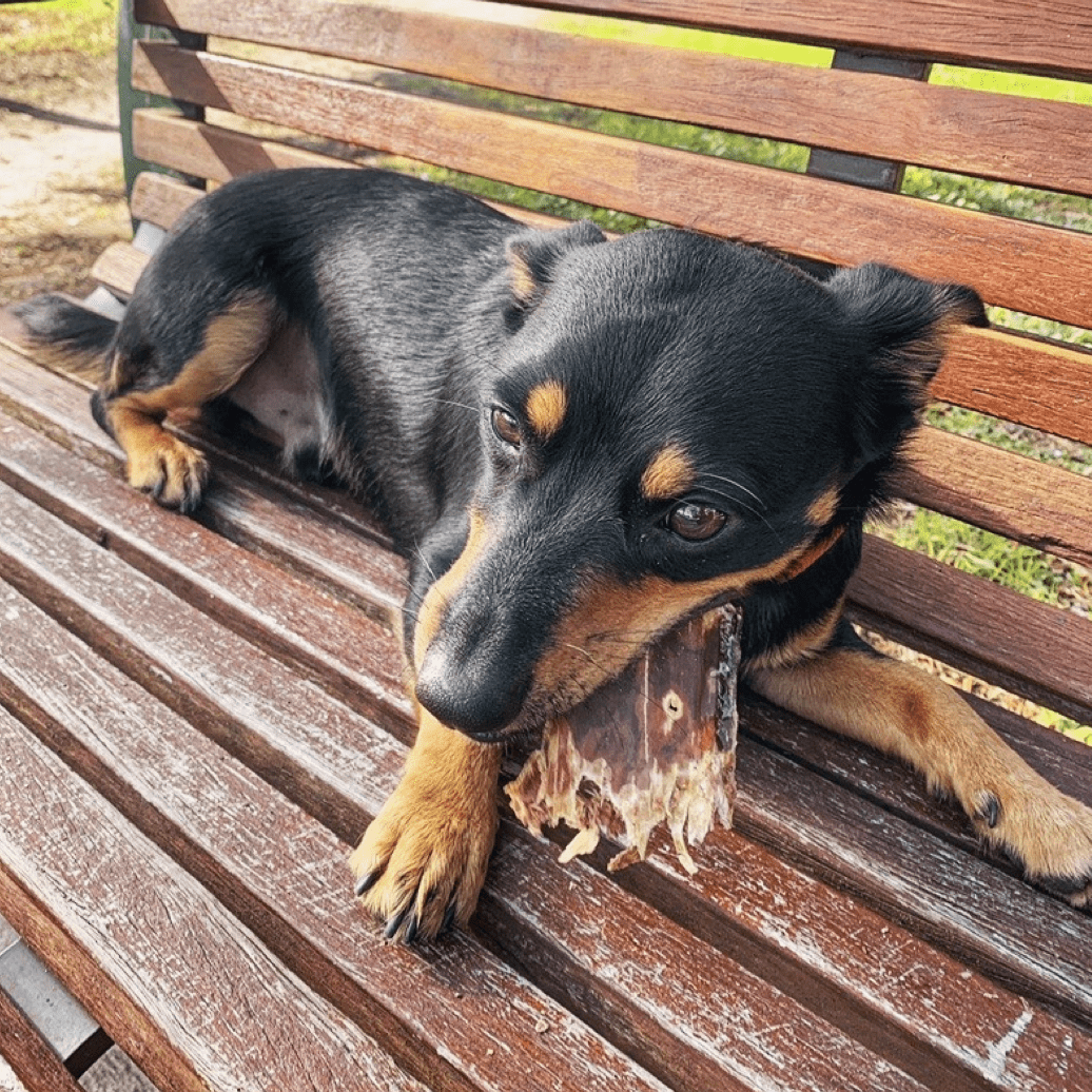 CHEW ON THIS! - Beef Jerky-Dog Treat-Rover Pet Products