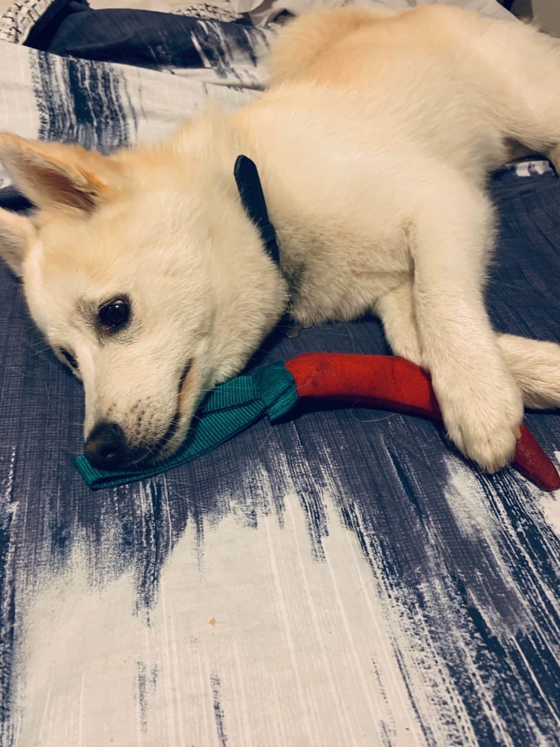 Chilli Peppers!-Unclassified-Rover Pet Products