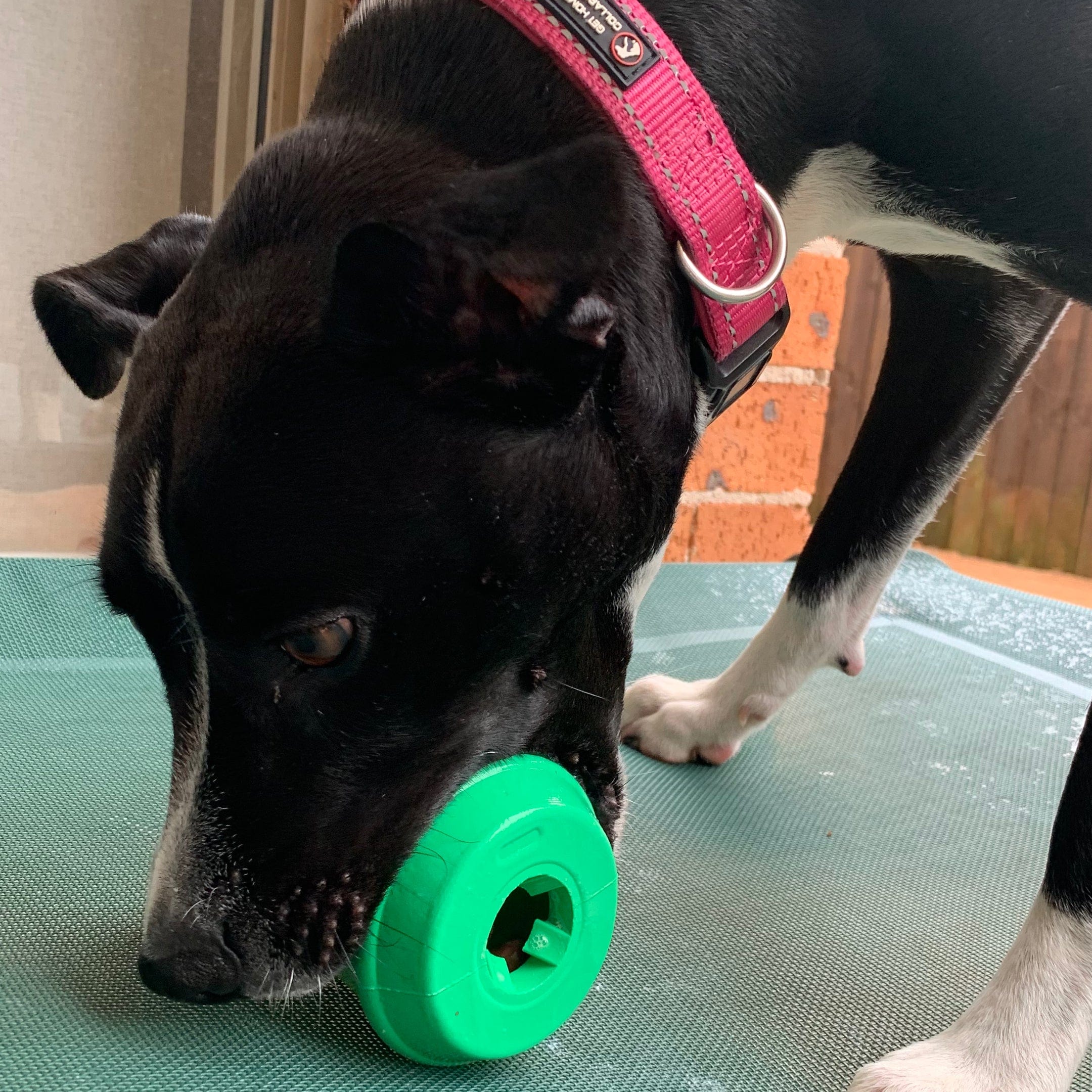 Coffee Cup-Dog Toy-Rover Pet Products