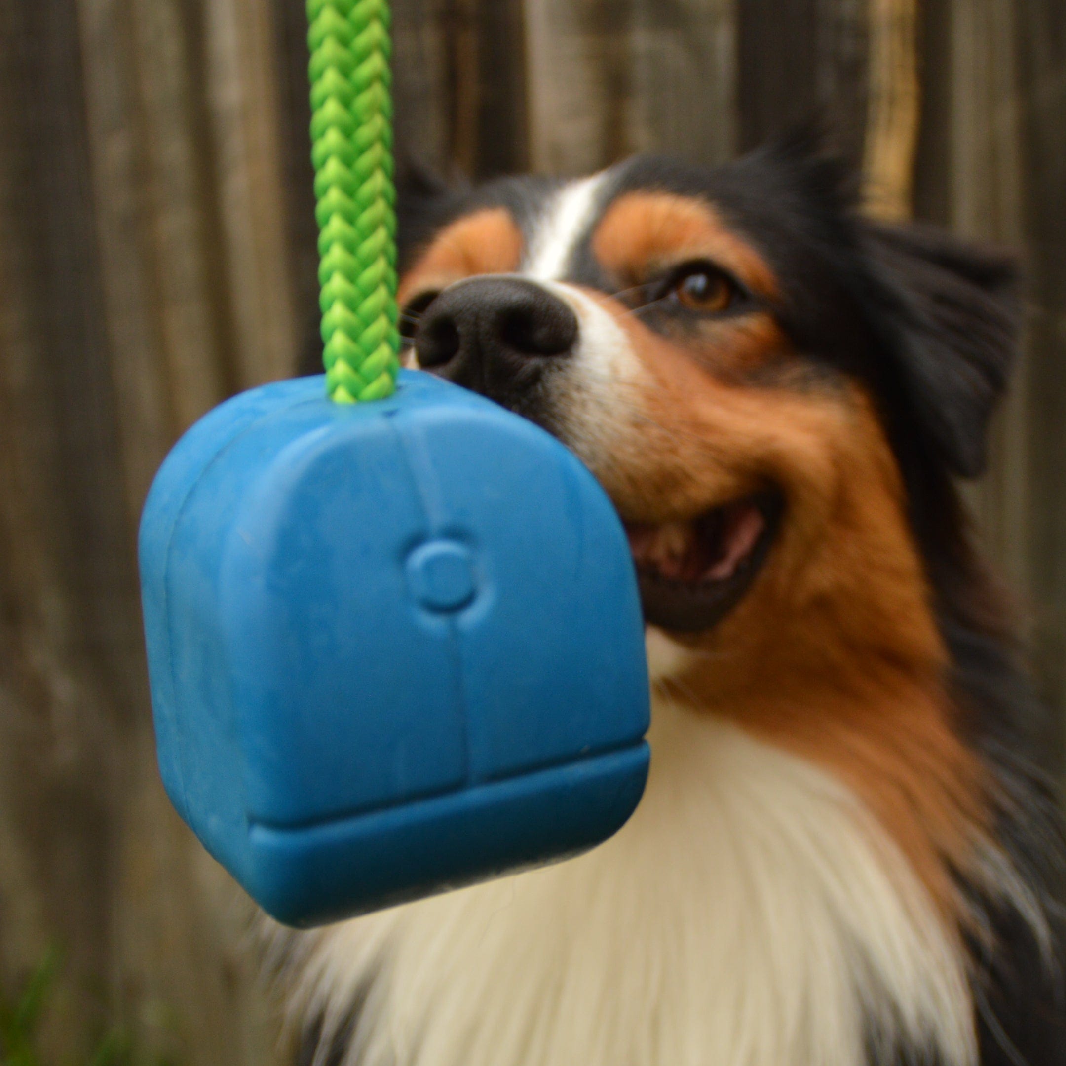 Computer Mouse - Blue & Green - Limited Edition-Dog Toy-Rover Pet Products