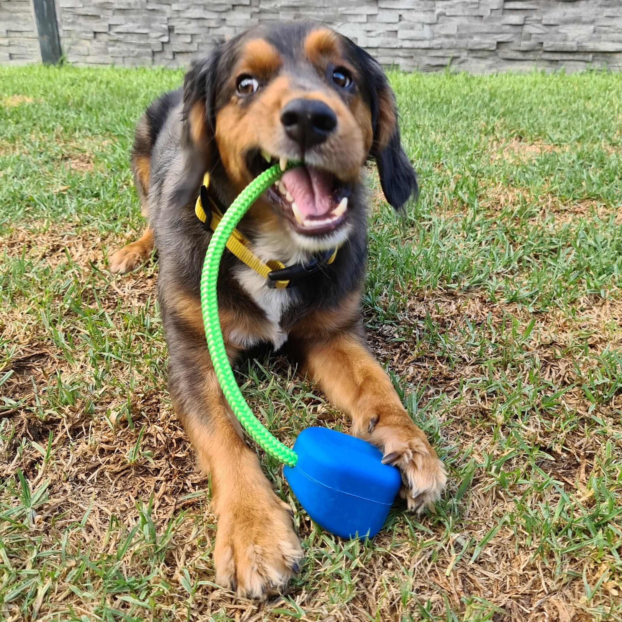 Computer Mouse - Blue & Green - Limited Edition-Dog Toy-Rover Pet Products