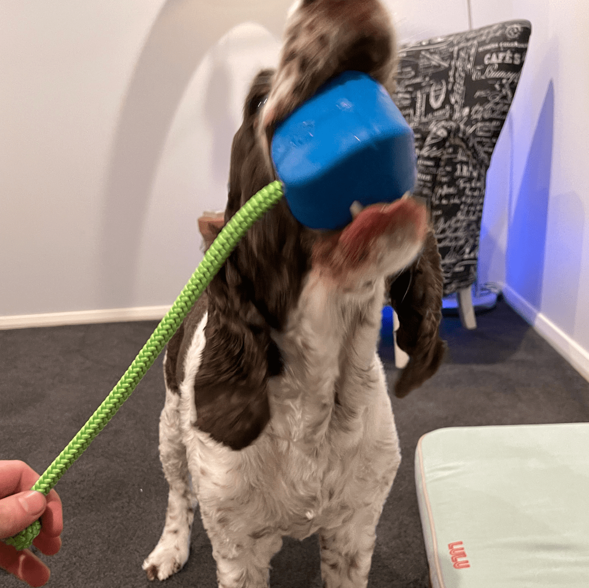 Computer Mouse - Blue & Green - Limited Edition-Dog Toy-Rover Pet Products