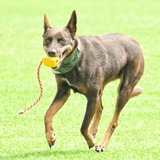 Computer Mouse-Dog Toy-Rover Pet Products