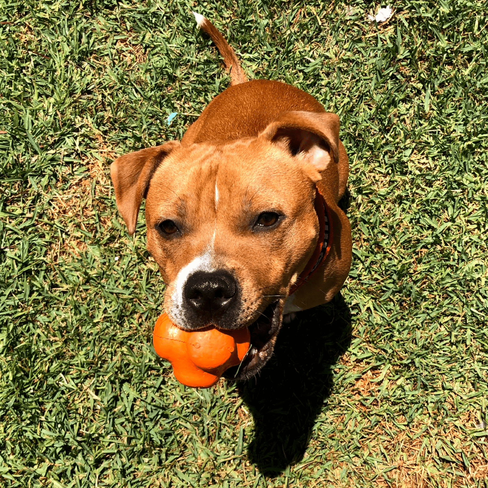 Crazy Bounce (Power Chewers)-Dog Toy-Rover Pet Products