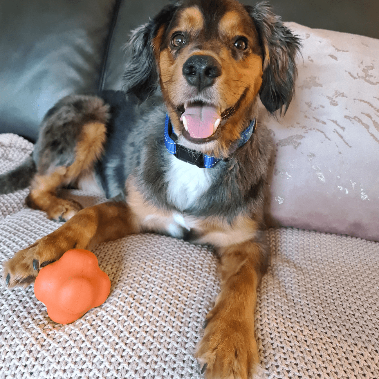 Crazy Bounce (Power Chewers)-Dog Toy-Rover Pet Products