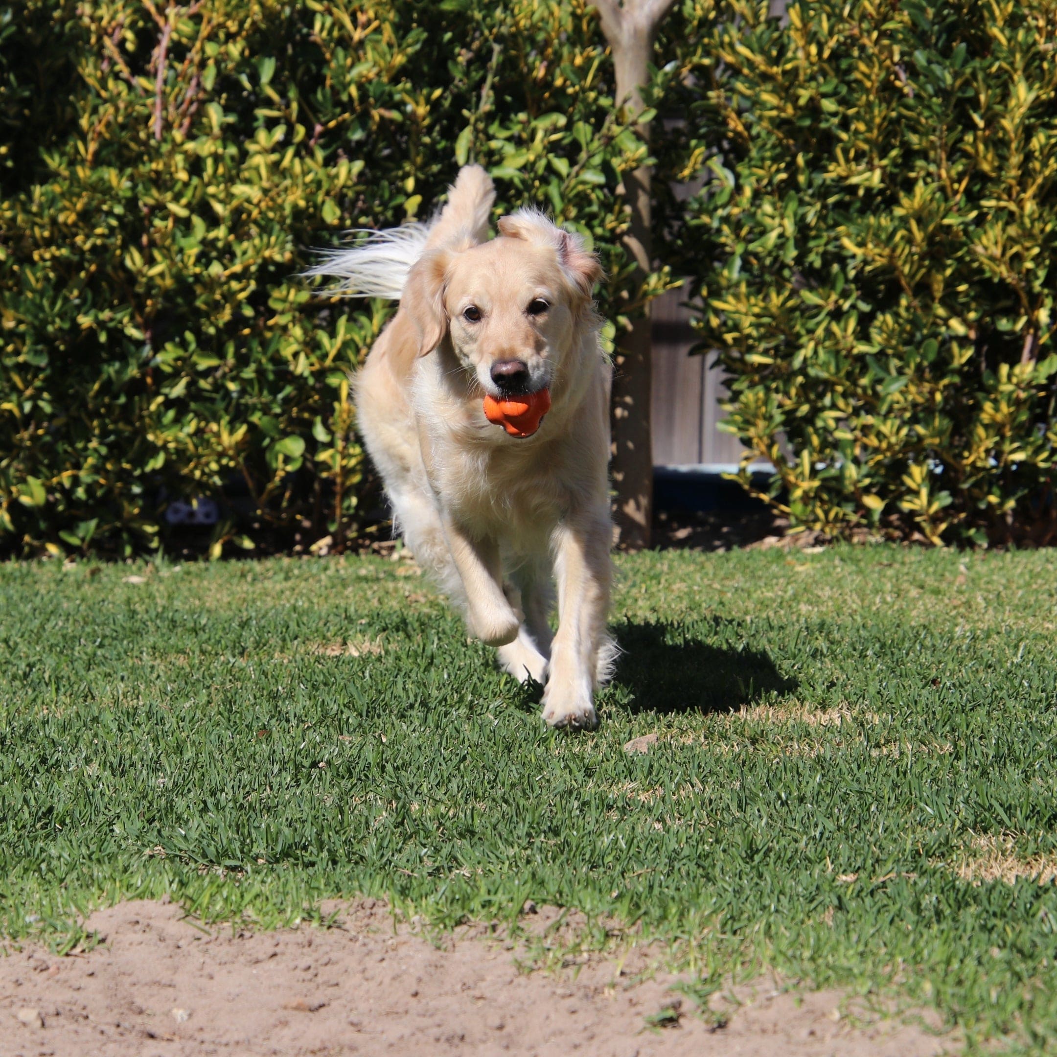 Crazy Bounce (Power Chewers)-Dog Toy-Rover Pet Products