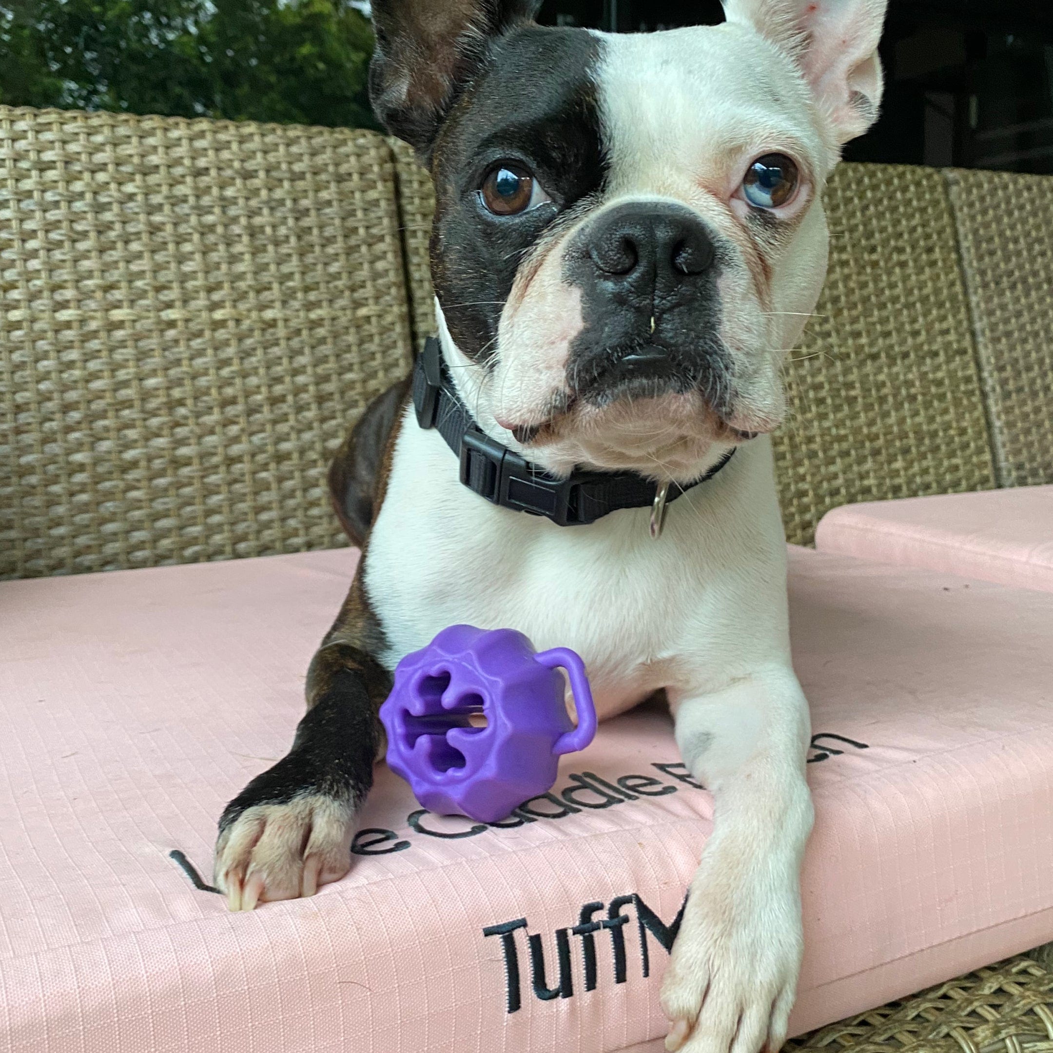 Cross Bone Treat Pocket Dog Toy-Dog Toy-Rover Pet Products