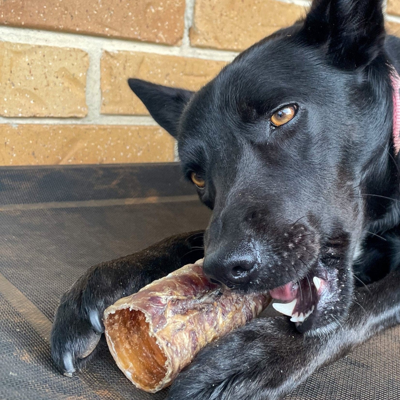 Deep Throat - Cow Trachea-Dog Treat-Rover Pet Products