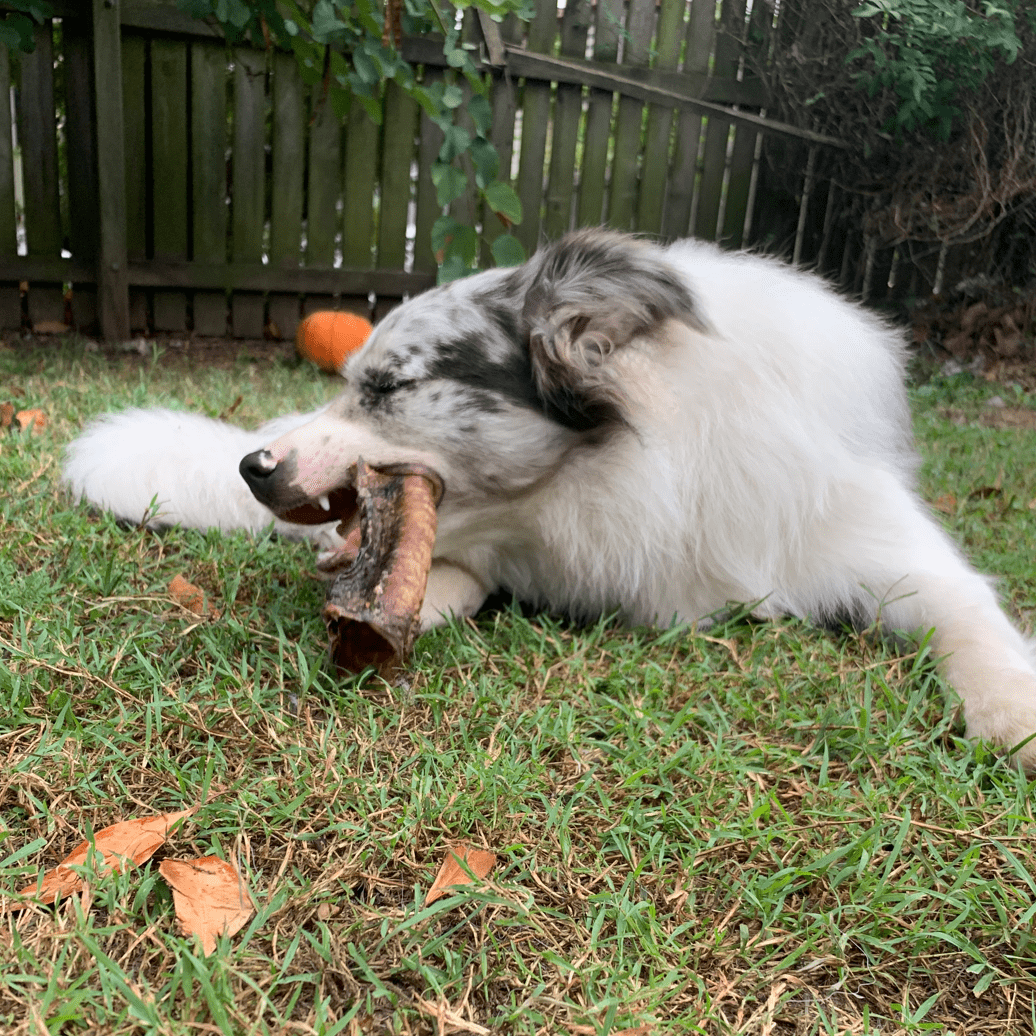 Deep Throat - Cow Trachea-Dog Treat-Rover Pet Products