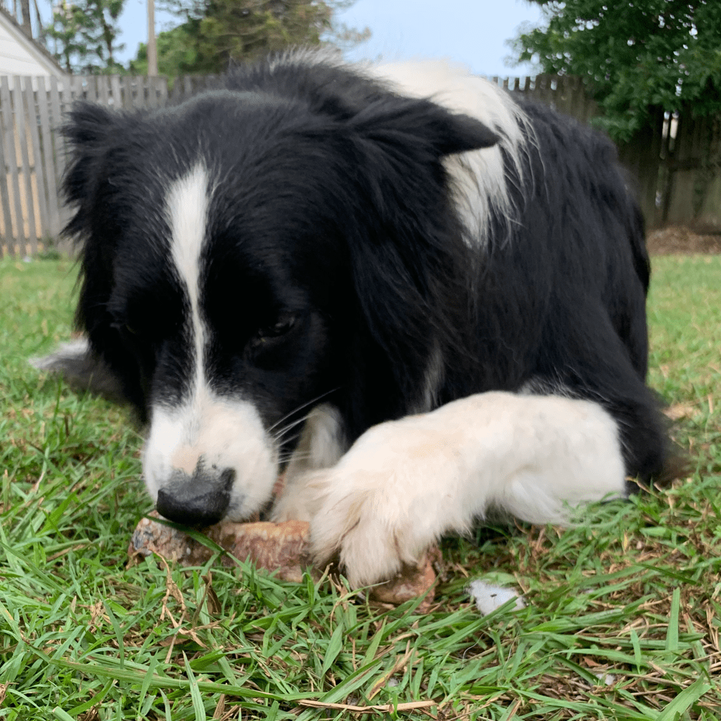 Deep Throat - Cow Trachea-Dog Treat-Rover Pet Products