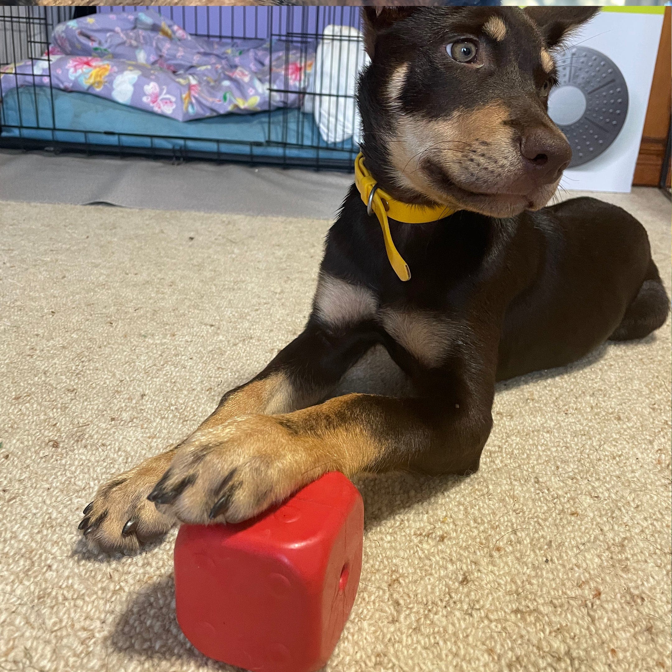 Dice-Dog Toy-Rover Pet Products