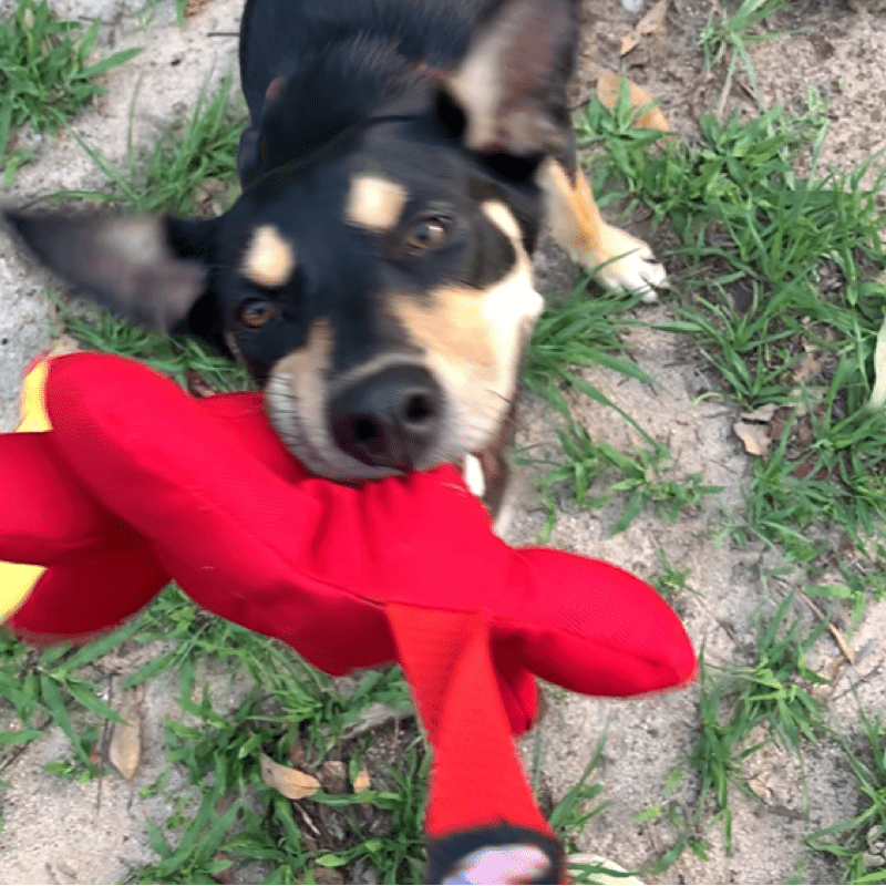 Diggity Dog-Unclassified-Rover Pet Products