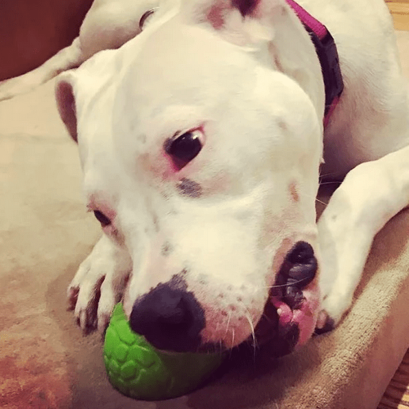 Dinosaur Egg-Dog Toy-Rover Pet Products