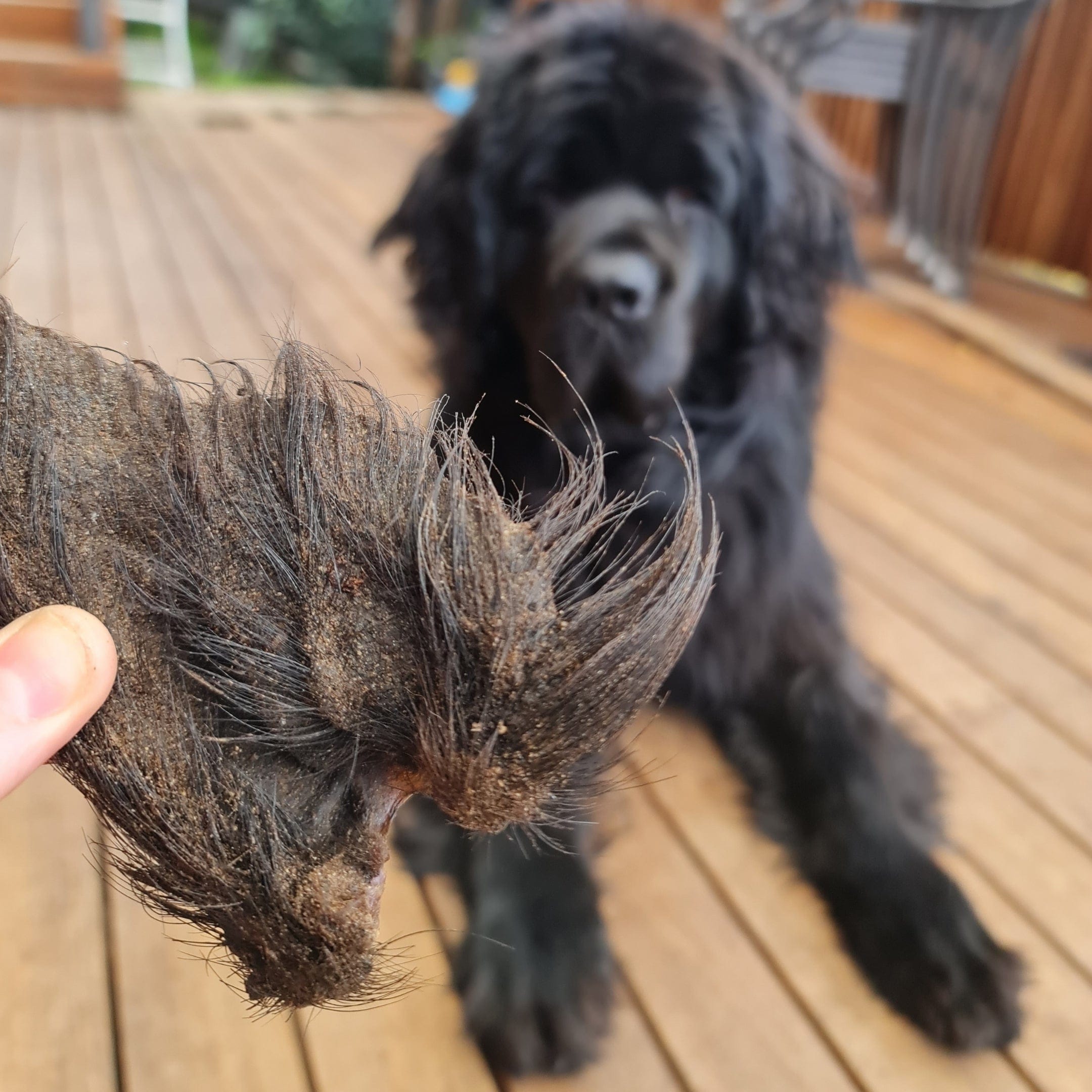 Don't Be Boaring - Boar Ears-Unclassified-Rover Pet Products