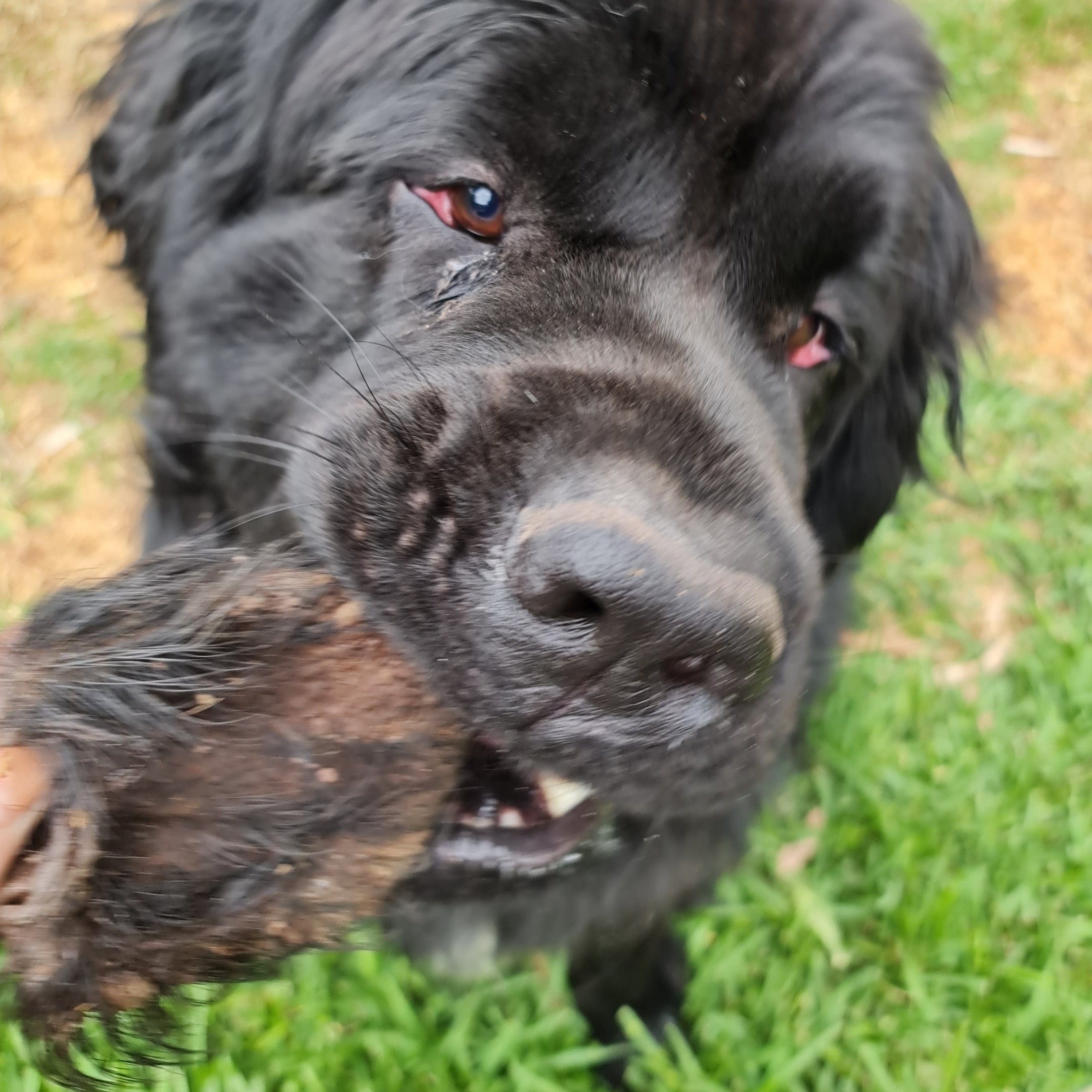 Don't Be Boaring - Boar Ears-Unclassified-Rover Pet Products