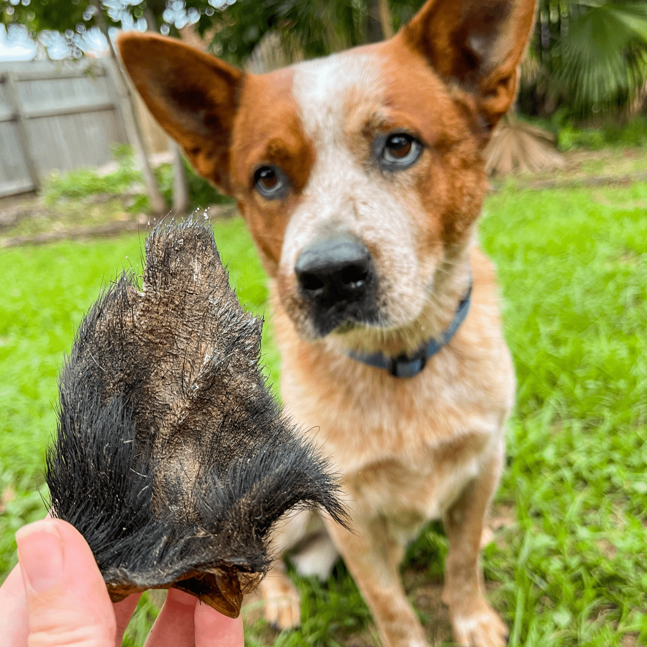 Don't Be Boaring - Boar Ears-Unclassified-Rover Pet Products