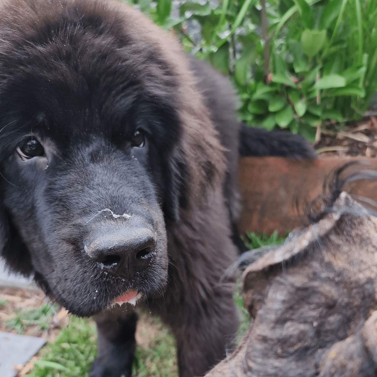 Don't Be Boaring - Boar Ears-Unclassified-Rover Pet Products