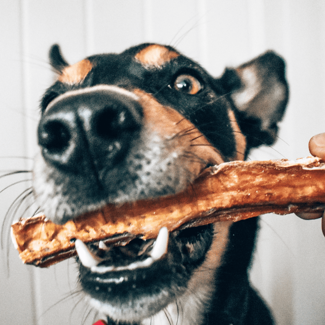 Don't Go Swimmin - Shark Cartilage-Dog Treat-Rover Pet Products