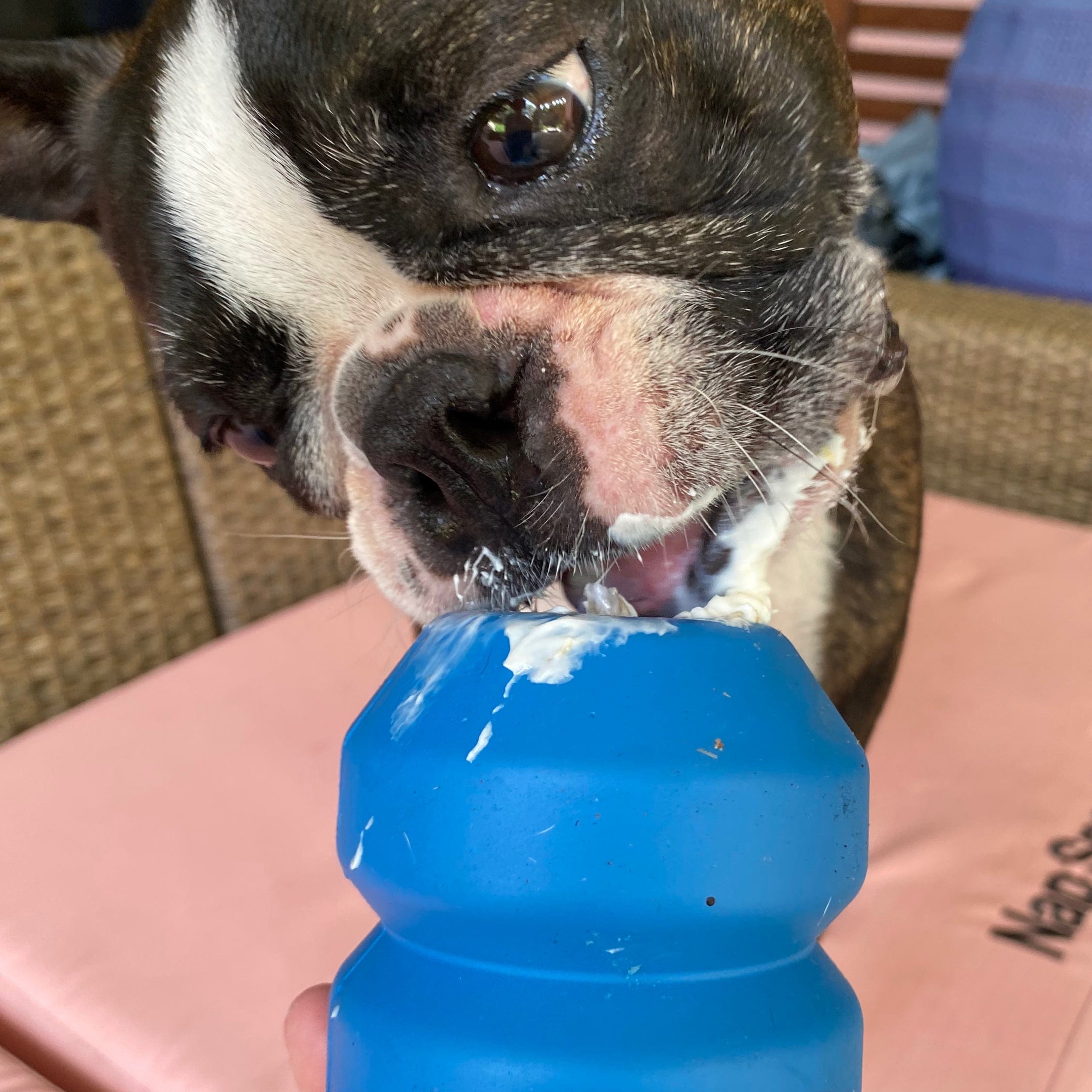 Double Trouble Chew Toy-Dog Toy-Rover Pet Products