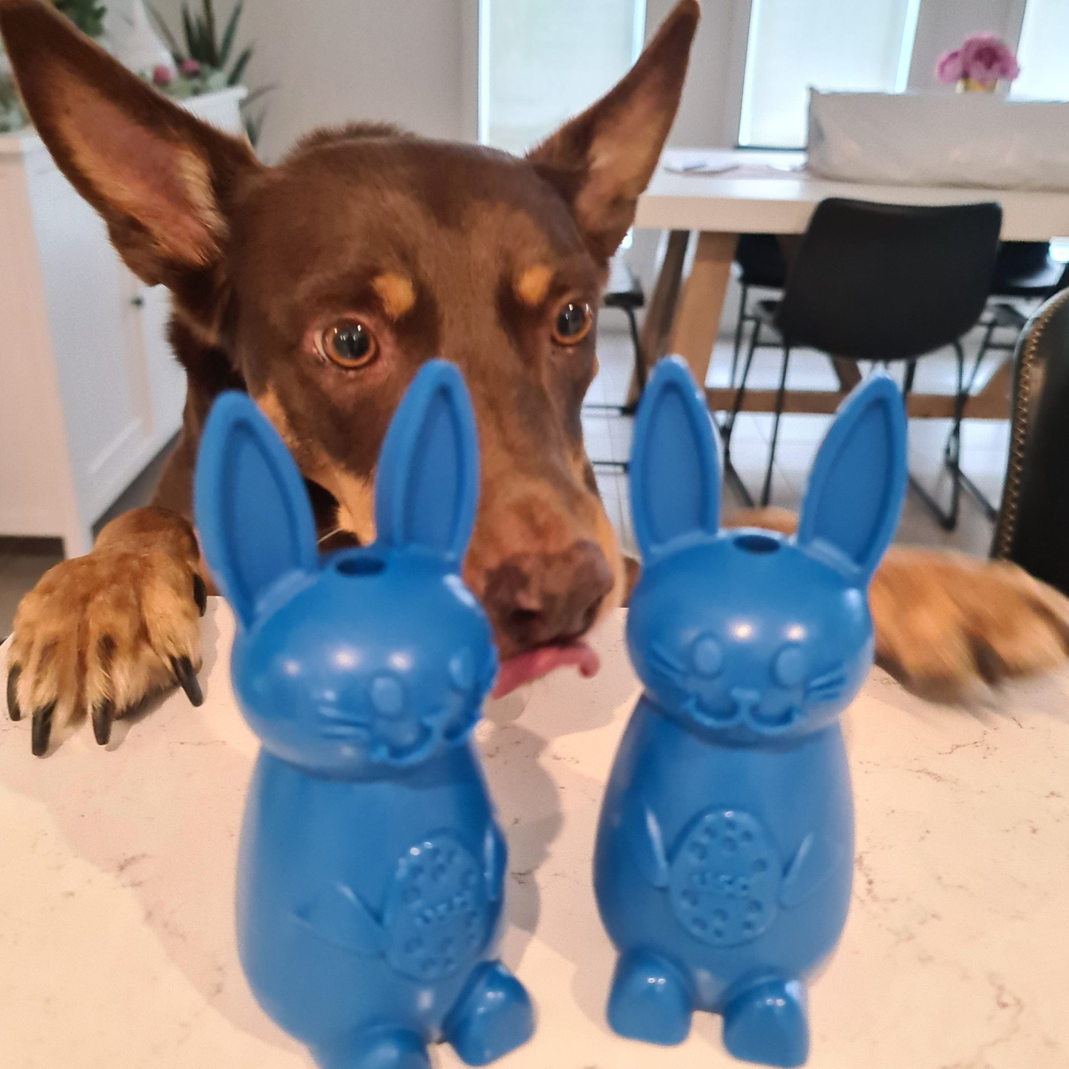 Easter Nylon Bunny-Dog Toy-Rover Pet Products