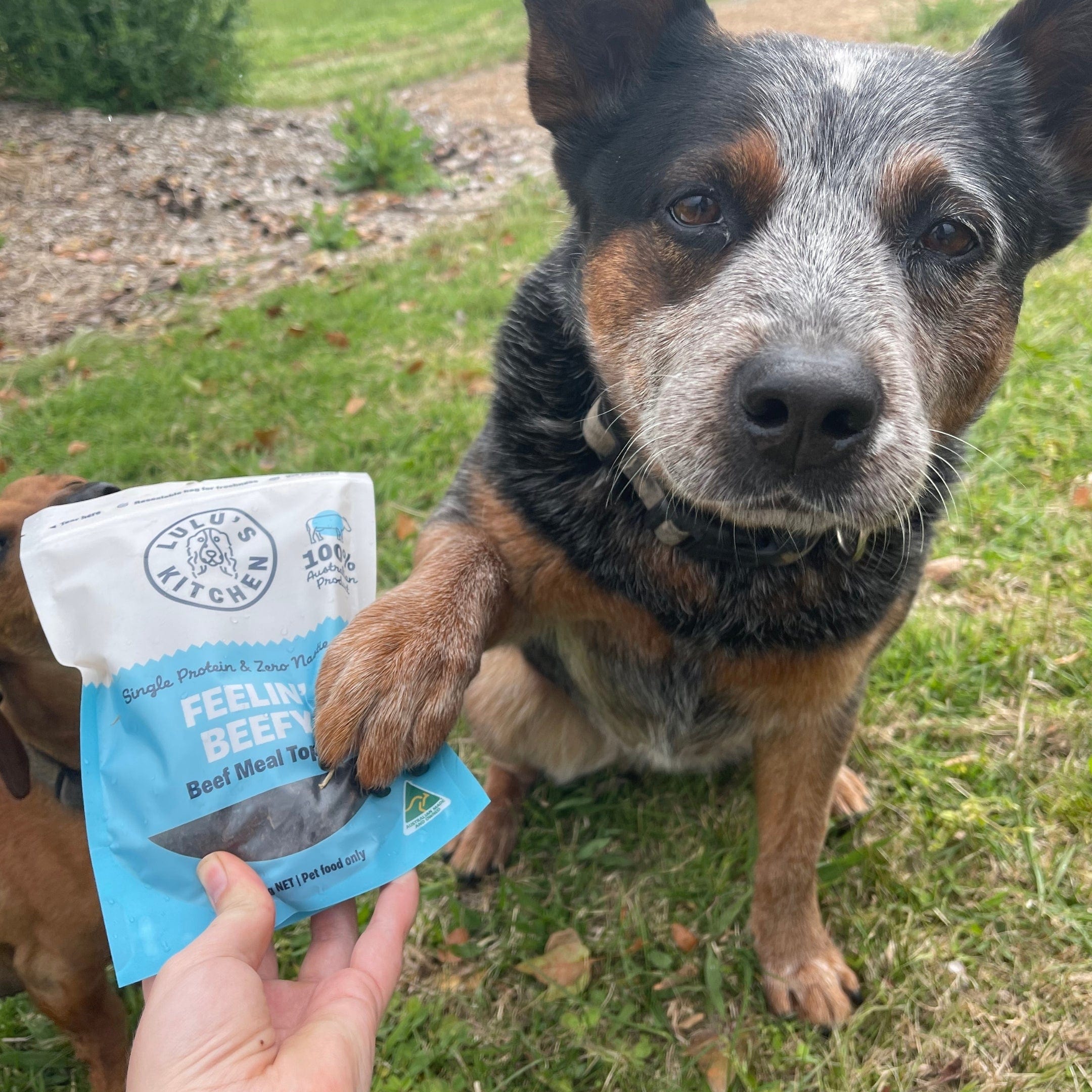 Feelin' Beefy - Beef Meal Topper-Dog Treat-Rover Pet Products