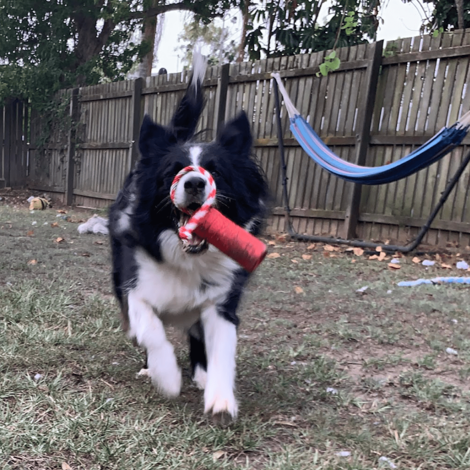 Firecracker Training Dummy-Dog Toy-Rover Pet Products