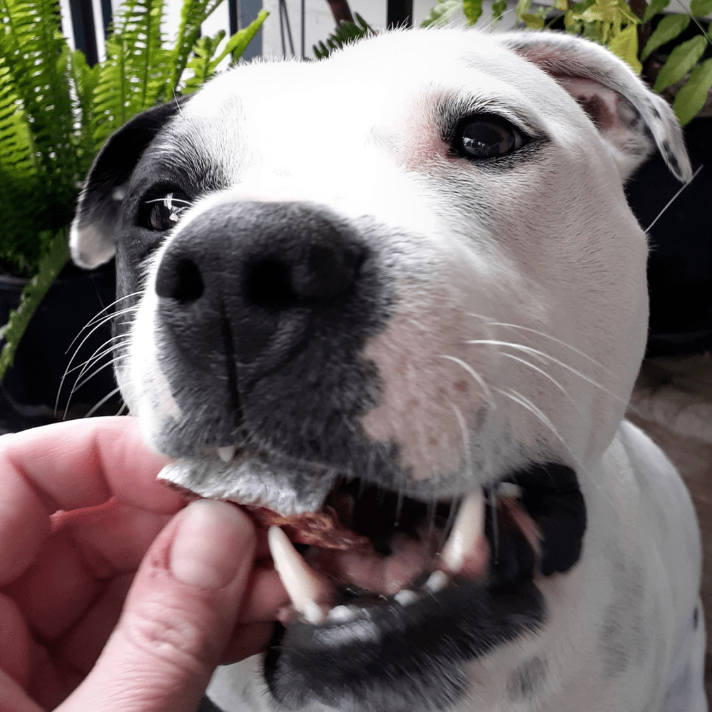 Fishee Qween - Queenfish Bites-Rover Pet Products