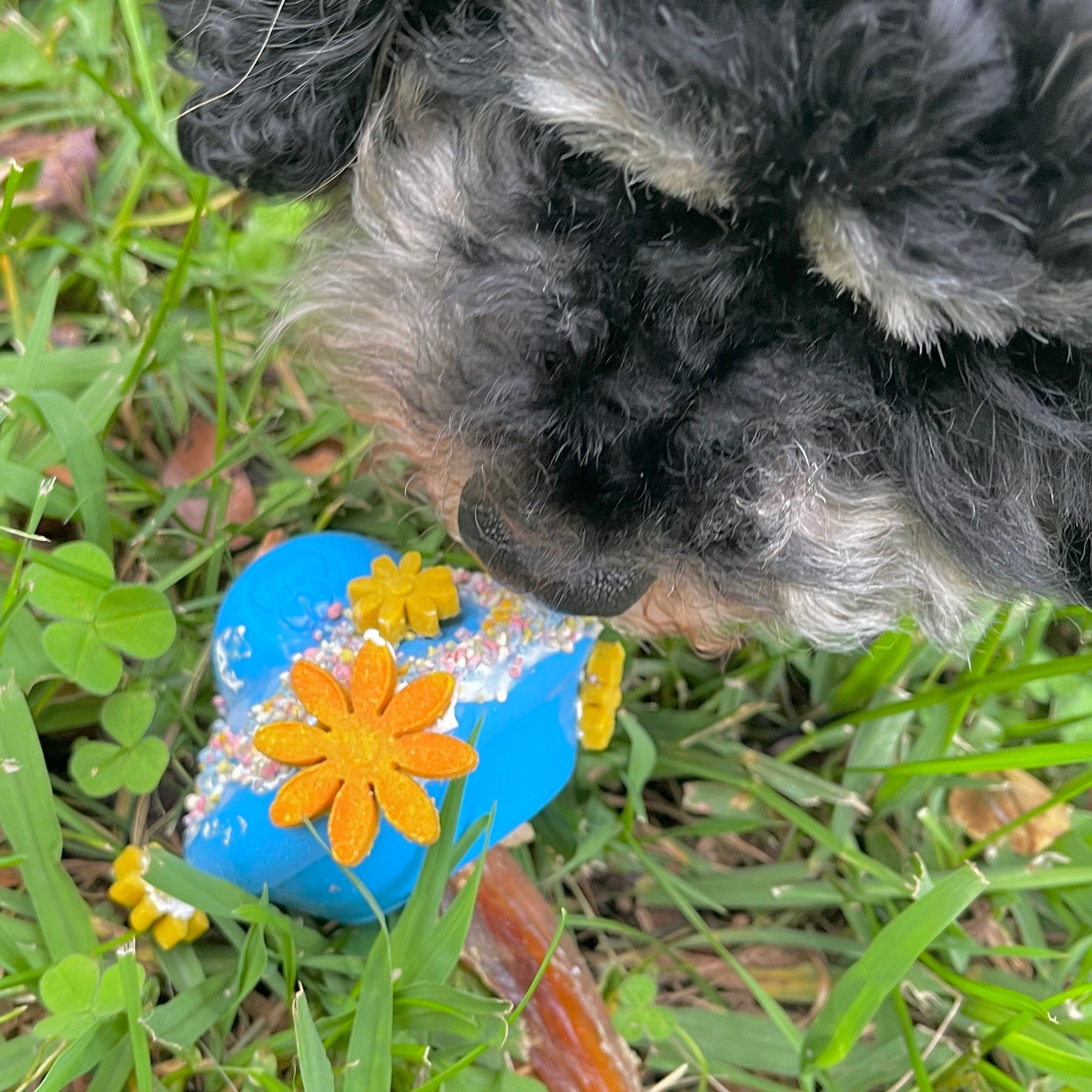 Flying Saucer-Dog Toy-Rover Pet Products