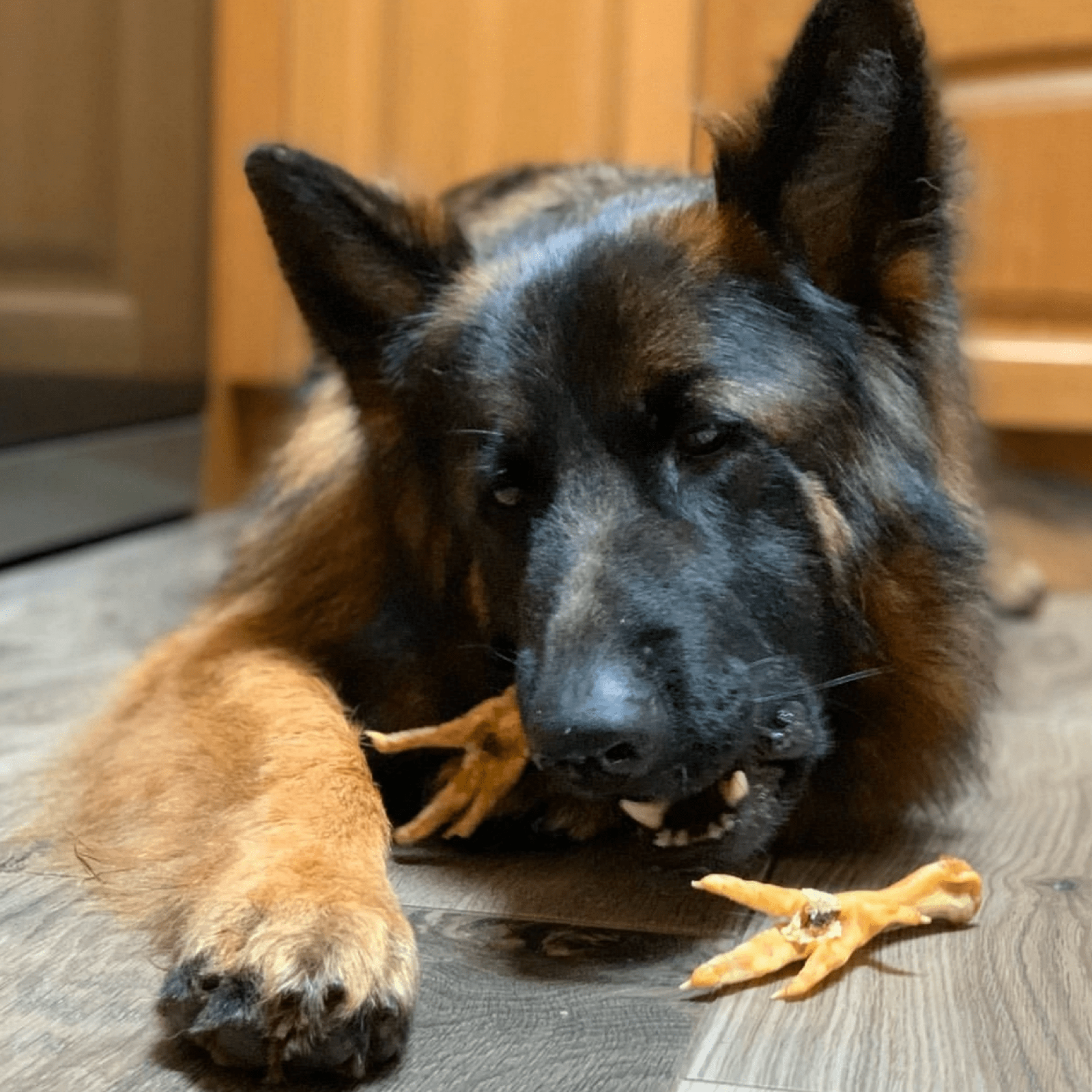 Foot LOOSE! - Chicken Feet-Dog Treat-Rover Pet Products