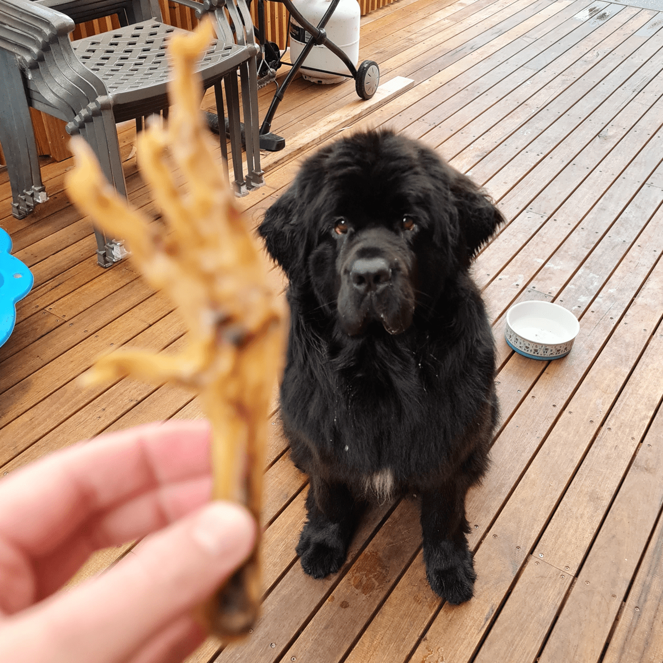 Foot LOOSE! - Chicken Feet-Dog Treat-Rover Pet Products