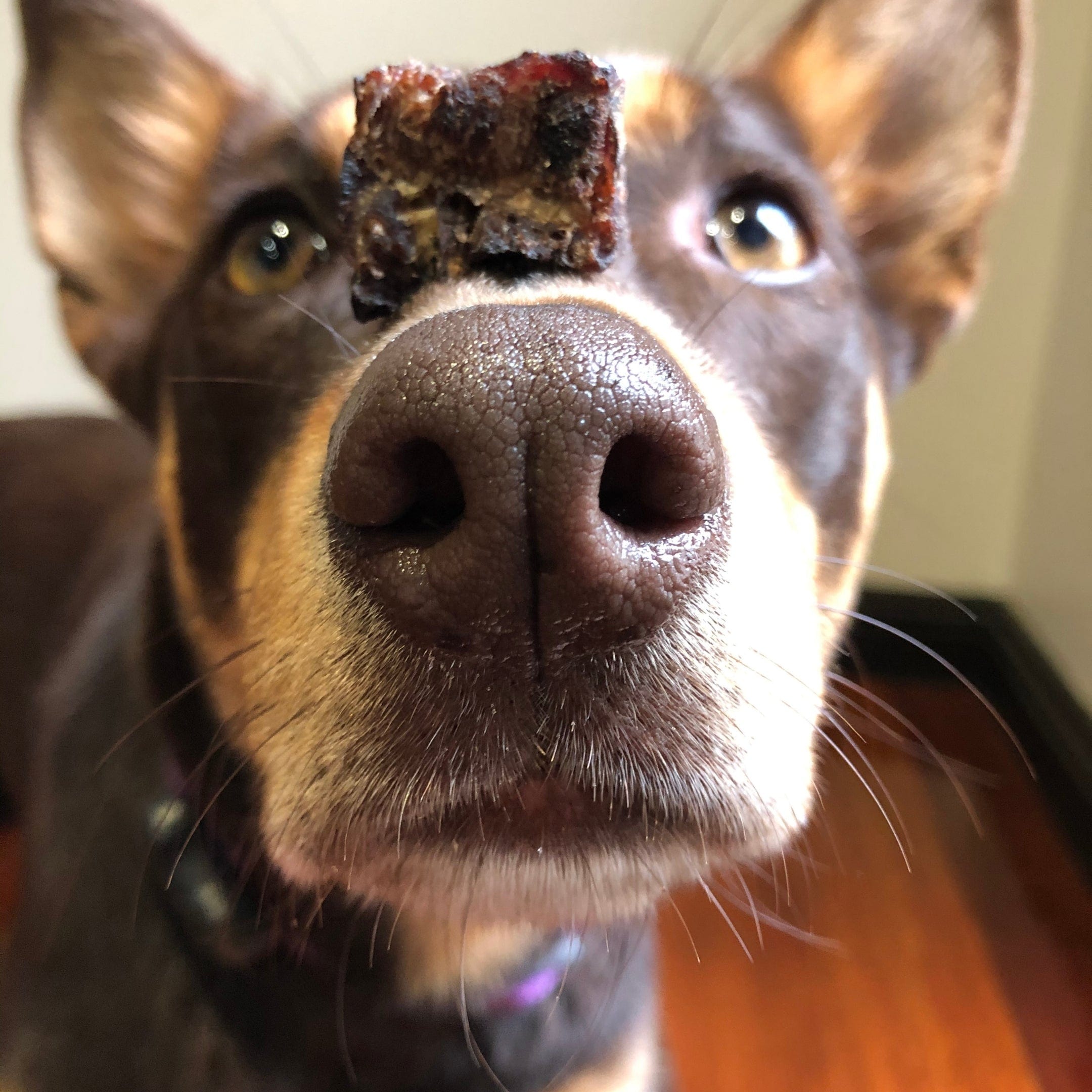 Fork The Pork - Pork Lung-Dog Treat-Rover Pet Products