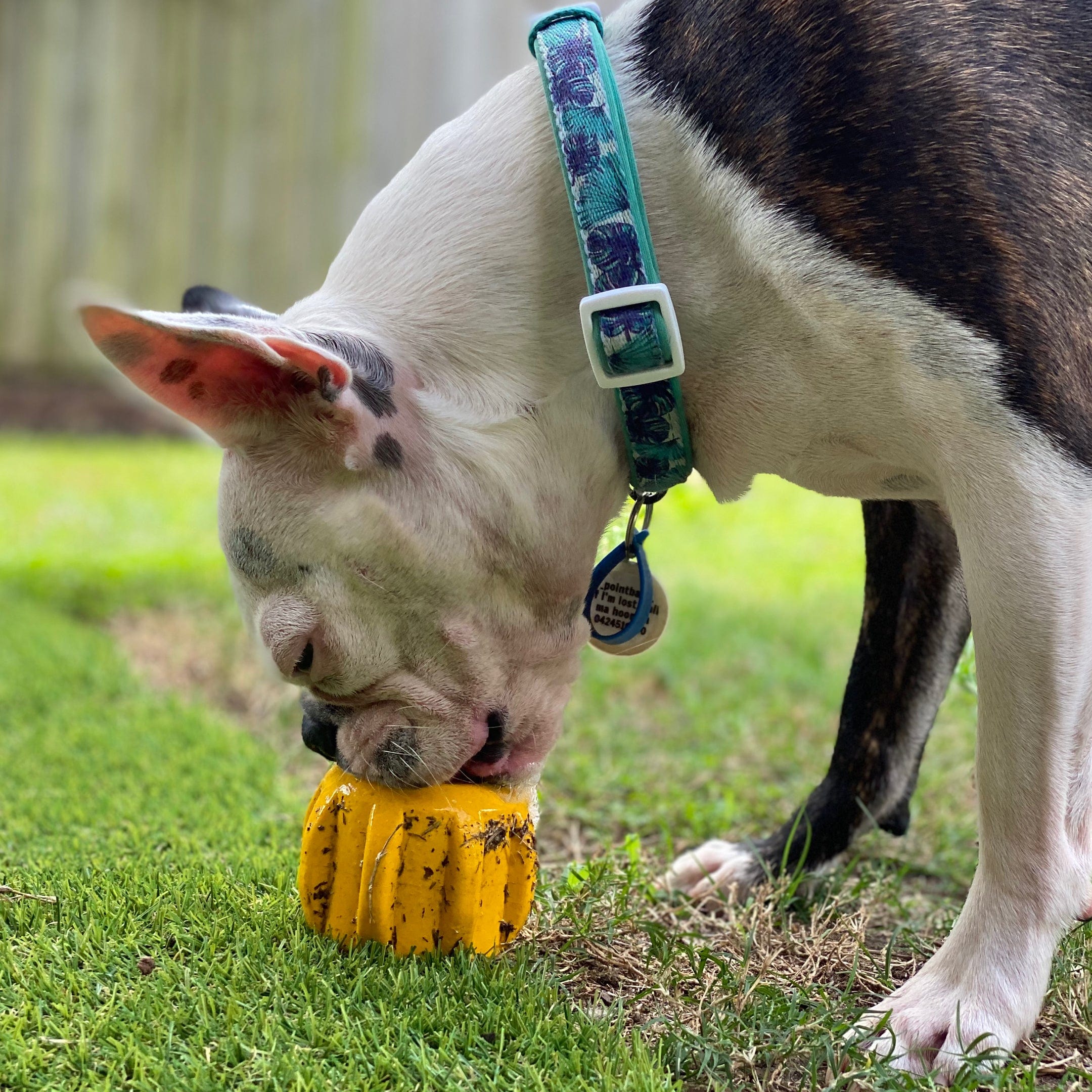 Gear-Dog Toy-Rover Pet Products