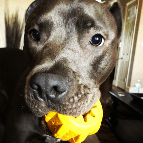 Gear-Dog Toy-Rover Pet Products