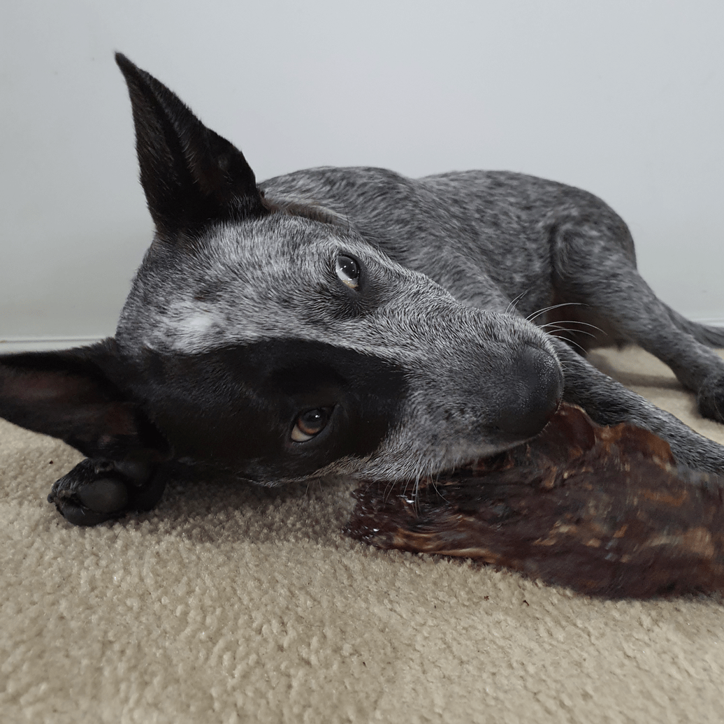 Get Off Ma' Tail - Kangaroo Tails-Dog Treat-Rover Pet Products