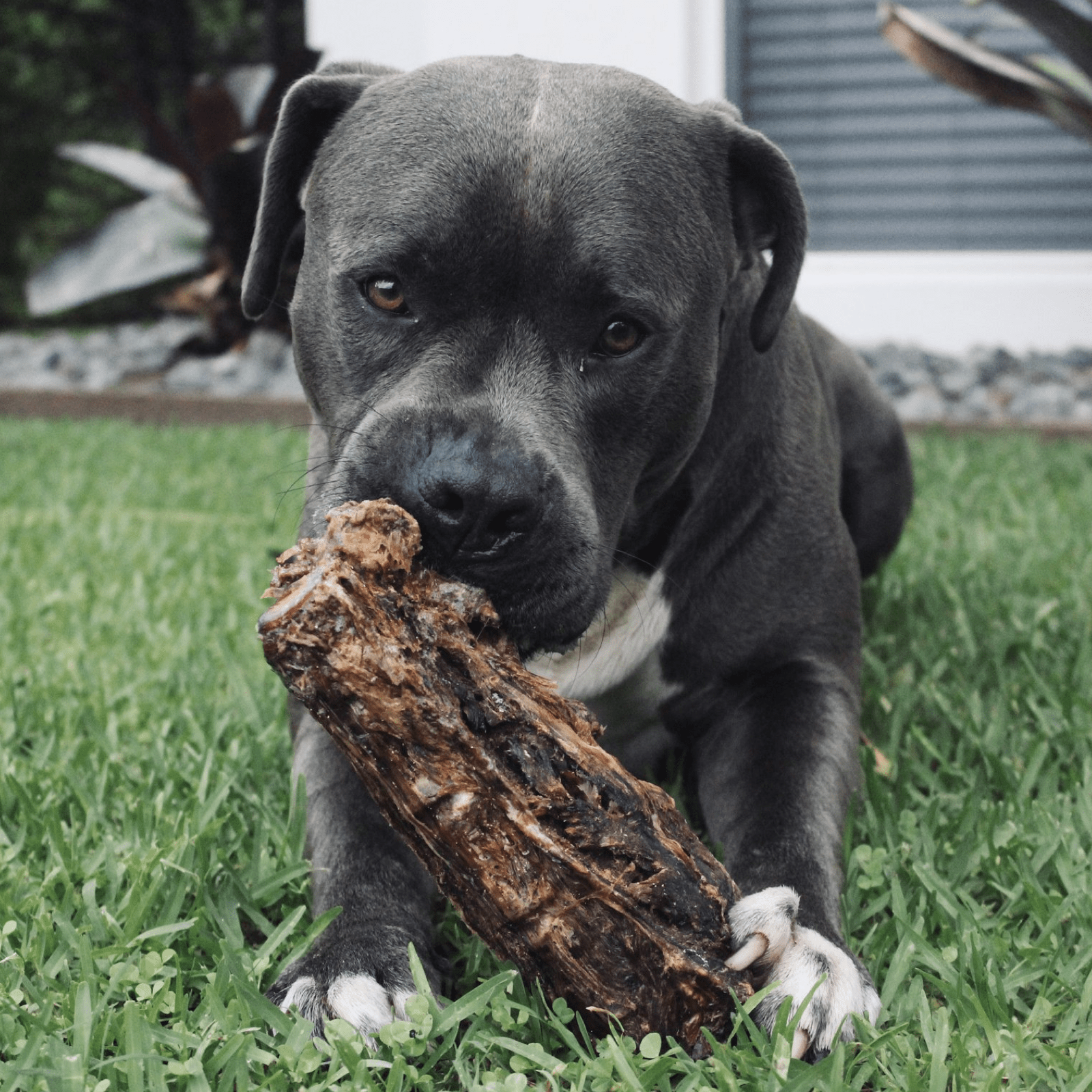 Get Off Ma' Tail - Kangaroo Tails-Dog Treat-Rover Pet Products