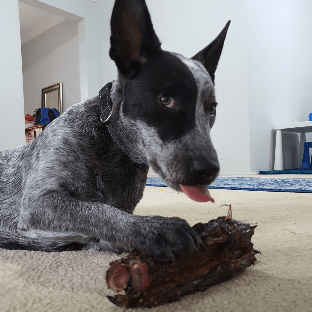 Get Off Ma' Tail - Kangaroo Tails-Dog Treat-Rover Pet Products