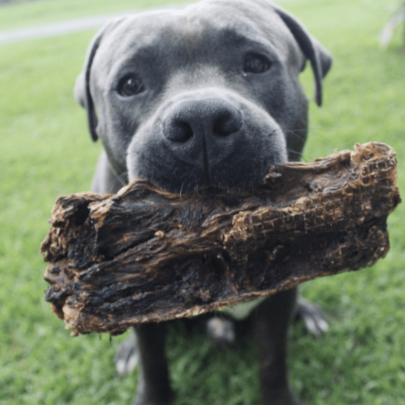 Get Off Ma' Tail - Kangaroo Tails-Dog Treat-Rover Pet Products