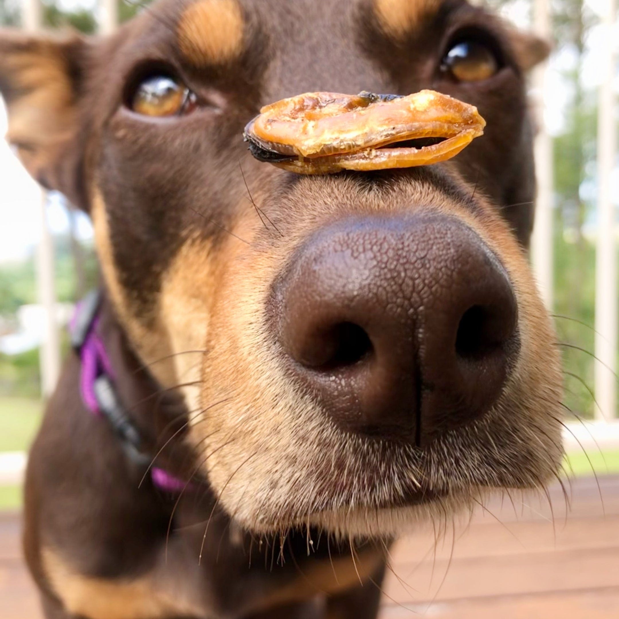 Gettn' Lippy Wit It - Green Lipped Mussels-Dog Treat-Rover Pet Products