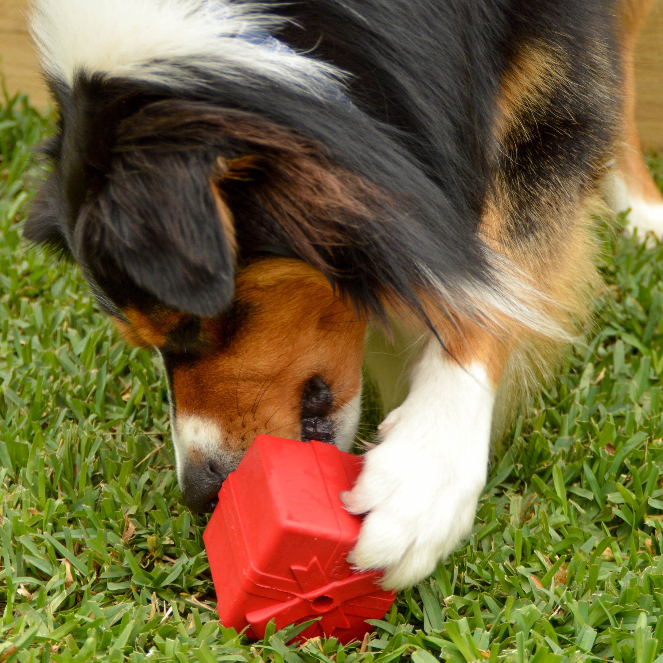 Gift Box-Dog Toy-Rover Pet Products