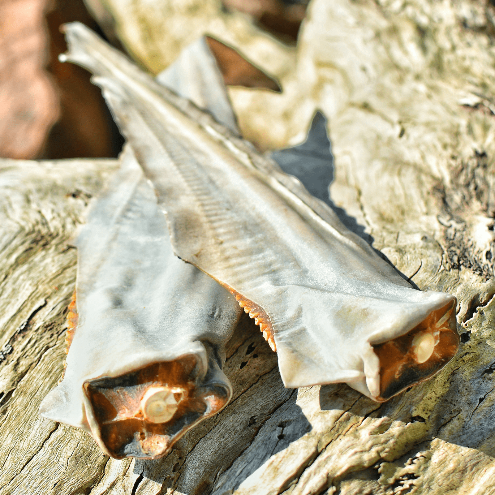 Gone Fishn' - Shark Tails-Dog Treat-Rover Pet Products