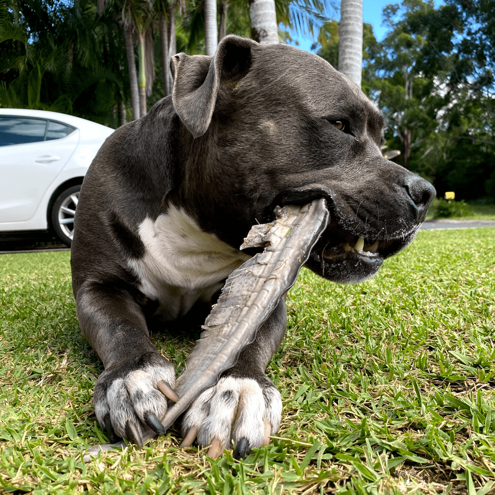 Gone Fishn' - Shark Tails-Dog Treat-Rover Pet Products