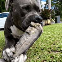 Gone Fishn' - Shark Tails-Dog Treat-Rover Pet Products