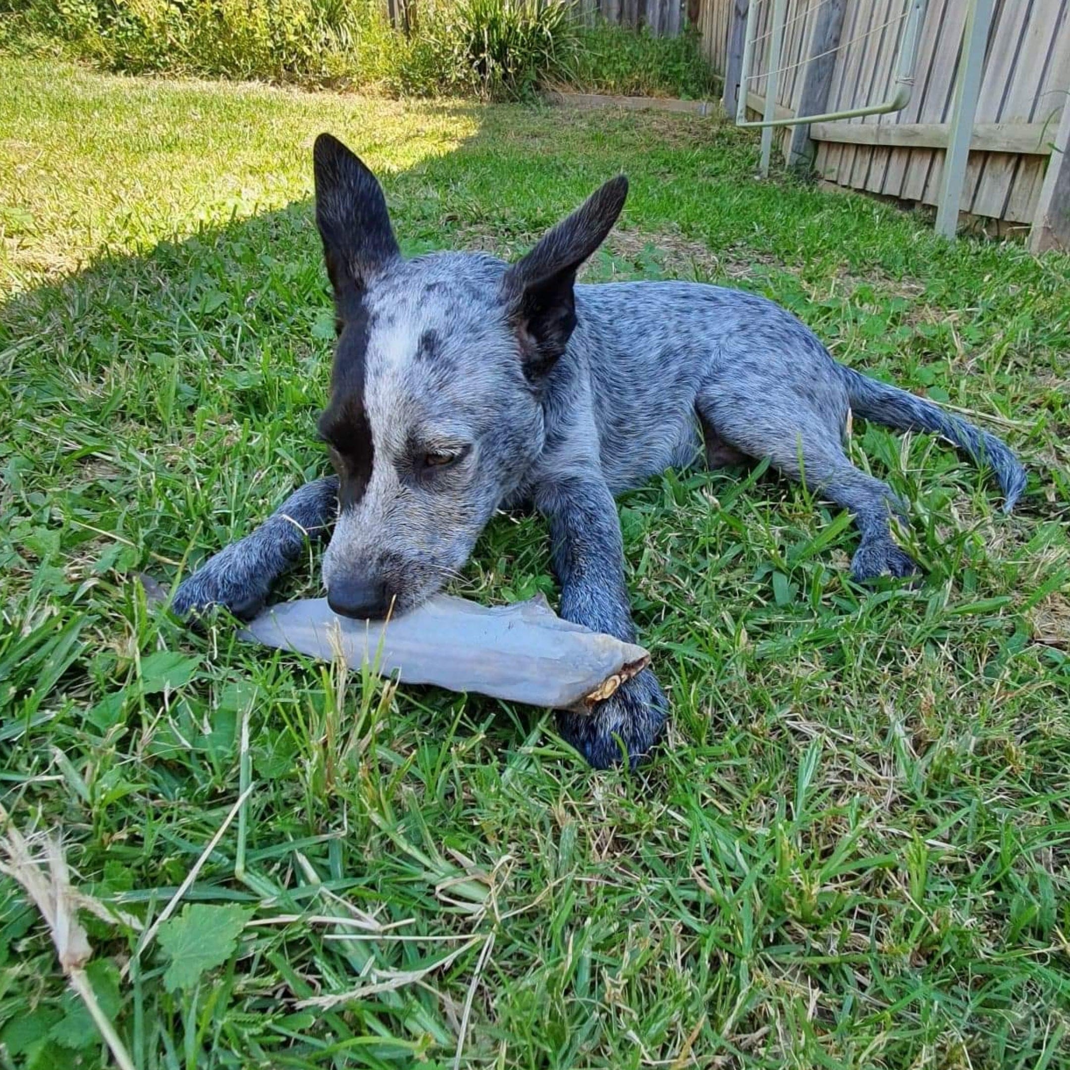 Gone Fishn' - Shark Tails-Dog Treat-Rover Pet Products