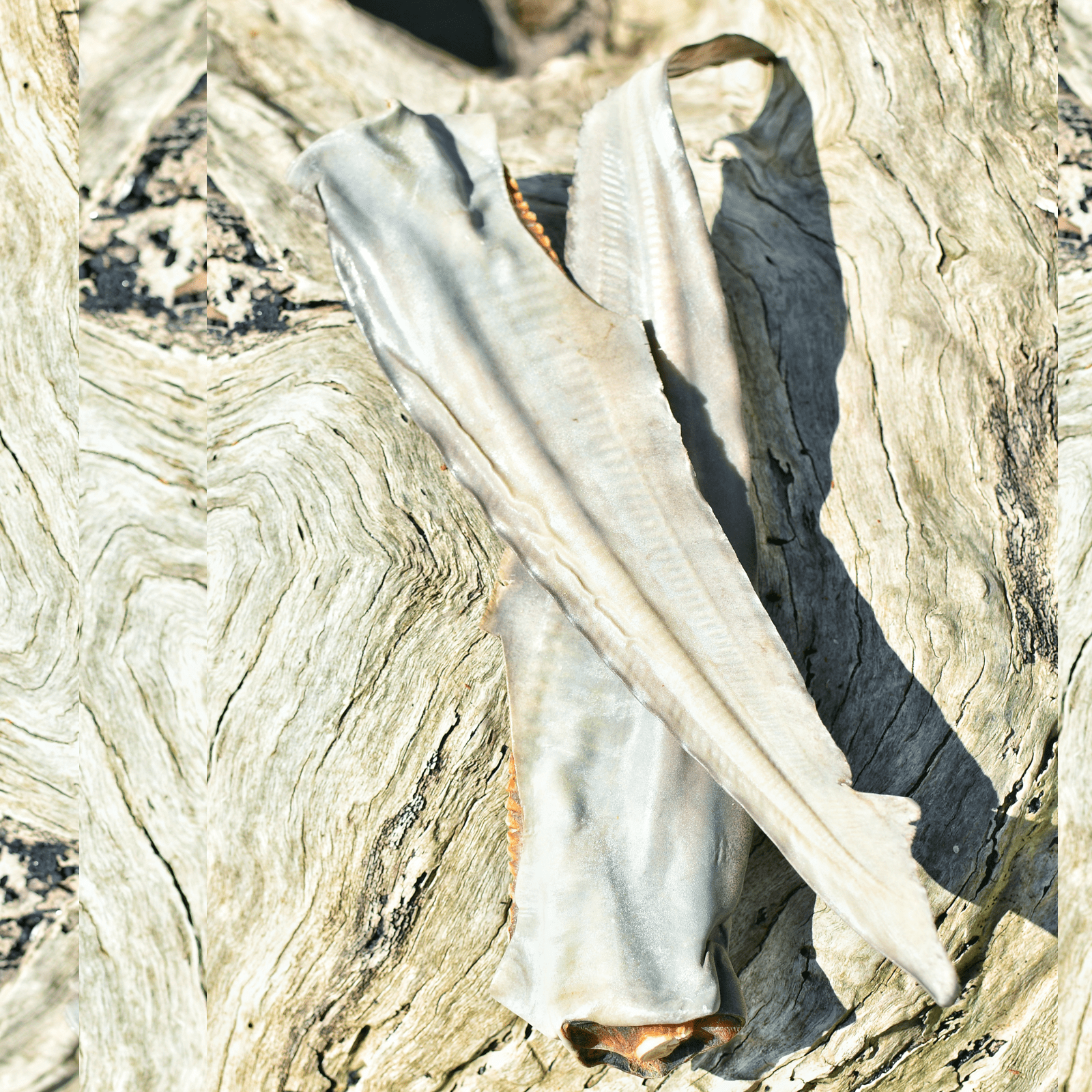 Gone Fishn' - Shark Tails-Dog Treat-Rover Pet Products