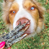 GOT CROCS-Dog Treat-Rover Pet Products
