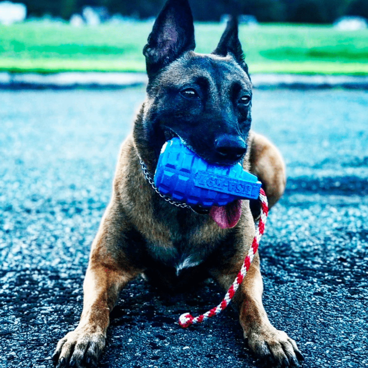 Grenade Reward Toy (with rope)-Dog Toy-Rover Pet Products