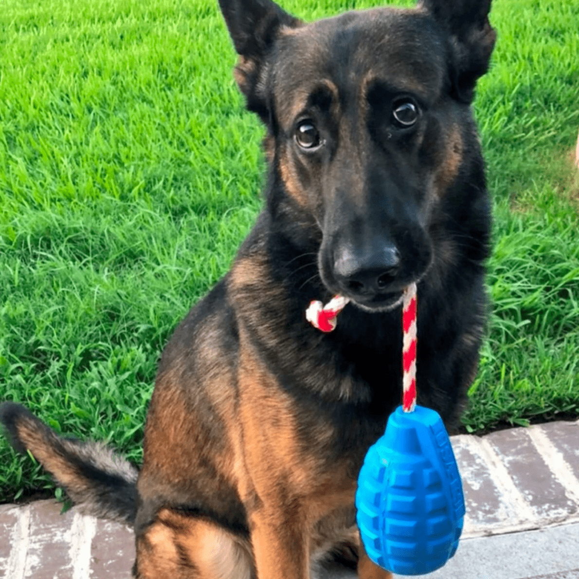 Grenade Reward Toy (with rope)-Dog Toy-Rover Pet Products