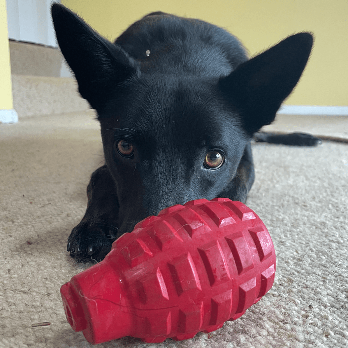 Grenade-Dog Toy-Rover Pet Products
