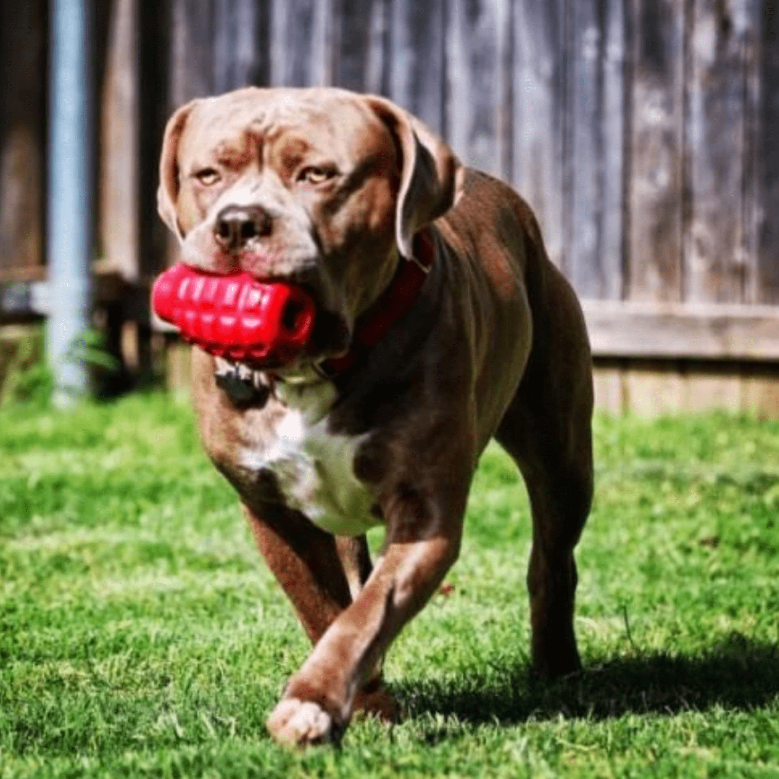 Grenade-Dog Toy-Rover Pet Products